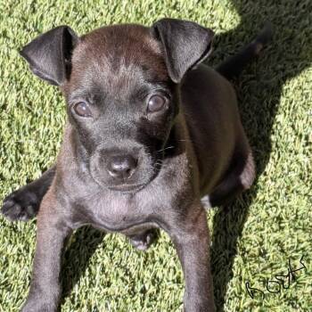 Mixed Breed Dogs Available for Adoption in Loxahatchee Groves, Florida - Boots 1743 | PetCurious