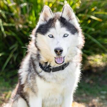 AUSSIE -  Siberian Husky Dog for Adoption in Camarillo, California - AUSSIE | PetCurious
