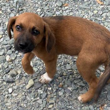 Agnes Ann -  Retriever and Labrador Retriever Dog for Adoption in Sanford, North Carolina - Agnes Ann | PetCurious