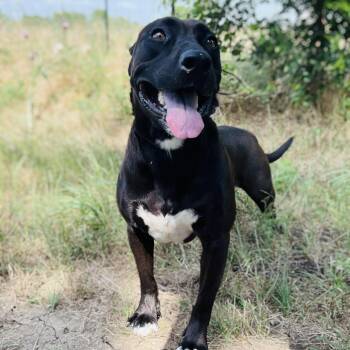 Kimber -  Black Labrador Retriever and Pit Bull Terrier Dog for Adoption in Justin, Texas - Kimber | PetCurious