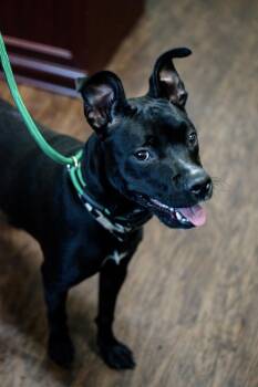 Pickles -  Pit Bull Terrier and Labrador Retriever Dog for Adoption in Frankfort, New York - Pickles | PetCurious