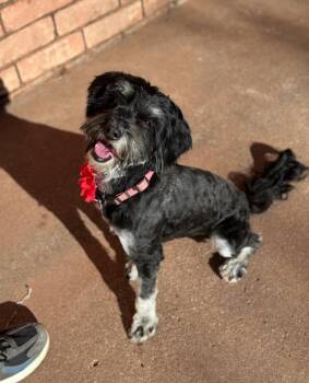 FOSTER ME - Belle -  Schnauzer and Poodle Dog for Adoption in Grafton, Wisconsin - FOSTER ME - Belle | PetCurious