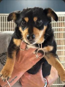 Chihuahua and Dachshund Dogs Available for Adoption in Greenfield, Indiana - Birdie | PetCurious
