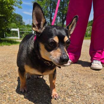 CT Robert -  Chihuahua and Mixed Breed Dog for Adoption in Eastford, Connecticut - CT Robert | PetCurious