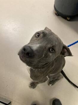 STACKS -  Pit Bull Terrier Dog for Adoption in Dallas, Texas - STACKS | PetCurious