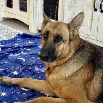 Fargo -  German Shepherd Dog Dog for Adoption in Hurricane, Utah - Fargo | PetCurious