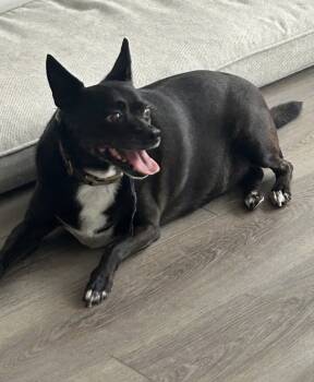 Rescue Chihuahua and Rat Terrier Dogs for Adoption in Powder Springs, Georgia - Batman | PetCurious