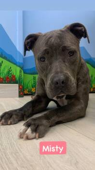 Misty -  American Staffordshire Terrier Dog for Adoption in San Diego, California - Misty | PetCurious