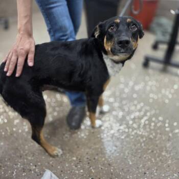 Joan -  Cattle Dog and Australian Shepherd Dog for Adoption in Incline Village, Nevada - Joan | PetCurious