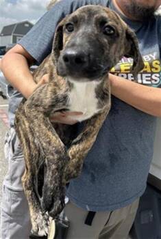 LENNY -  German Shorthaired Pointer Dog for Adoption in San Antonio, Texas - LENNY | PetCurious