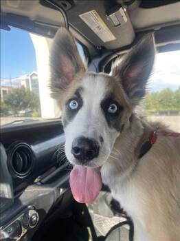 Rescue Pit Bull Terrier and Mixed Breed Dogs for Adoption in Conroe, Texas - BEAU | PetCurious