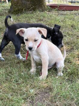 Cannon -  Chihuahua Dog for Adoption in Vancouver, Washington - Cannon | PetCurious