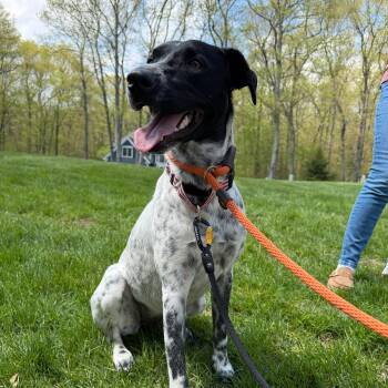 Charlie -  Mixed Breed Dog for Adoption in Sandwich, Massachusetts - Charlie | PetCurious