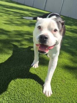 Dexter -  Pit Bull Terrier Dog for Adoption in Eagle, Idaho - Dexter | PetCurious