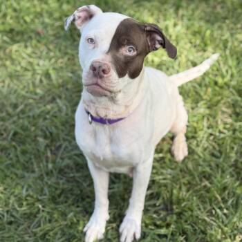 Precious -  Mixed Breed Dog for Adoption in Cooperstown, New York - Precious | PetCurious