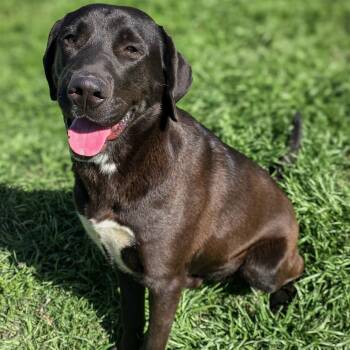 Black Labrador Retriever Dogs Available for Adoption - Boomer | PetCurious