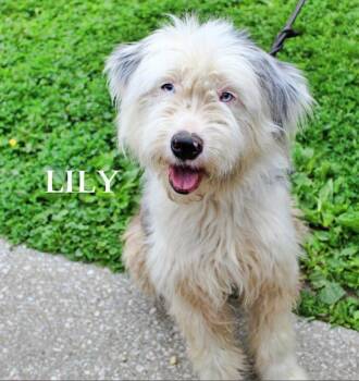 Poodle and Australian Shepherd Dogs Available for Adoption in Indianapolis, Indiana - Lily | PetCurious