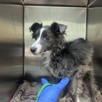 Pringles -  Mixed Breed Dog Available for Adoption in Charlottesville, Virginia - Pringles | PetCurious