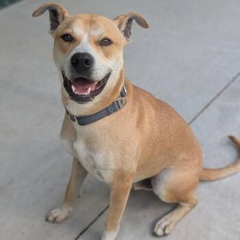Max -  Pit Bull Terrier and Mixed Breed Dog for Adoption in Prairie Du Chien, Wisconsin - Max | PetCurious