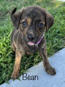 Bean -  Plott Hound Dog for Adoption in Pawleys Island, South Carolina - Bean | PetCurious
