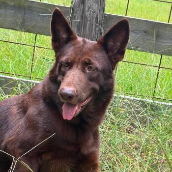 Jazz -  German Shepherd Dog Dog for Adoption in Caldwell, Texas - Jazz | PetCurious