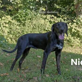 Nicole -  Plott Hound Dog for Adoption in Spring Hill, Tennessee - Nicole | PetCurious