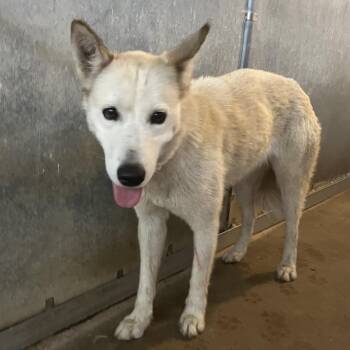 Husky Dogs Available for Adoption in Edinburg, Texas - Arctic Fox | PetCurious