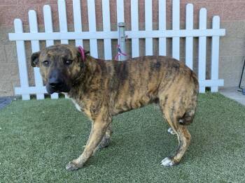 German Shepherd Dog and Mixed Breed Dogs Available for Adoption - CROCKETT | PetCurious