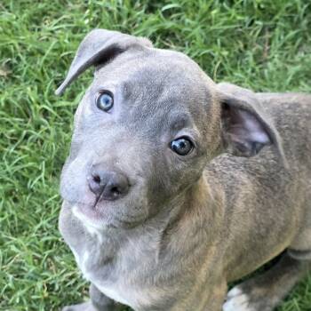 Cane Corso and Pit Bull Terrier Dogs Available for Adoption in Bryan, Texas - Lucia | PetCurious