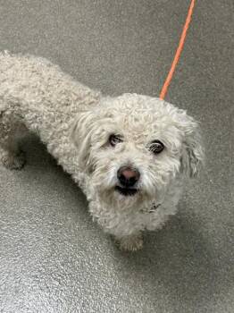 HERCURLES -  Maltese and Mixed Breed Dog for Adoption in Las Vegas, Nevada - HERCURLES | PetCurious
