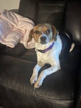 Beagle Dogs Available for Adoption - Cricket | PetCurious