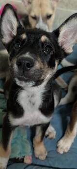 Concord -  Husky and Rottweiler Dog for Adoption in Waunakee, Wisconsin - Concord | PetCurious