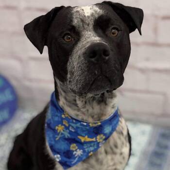 Porkpie -  Mixed Breed Dog for Adoption in Northville, Michigan - Porkpie | PetCurious
