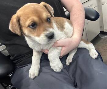 Mixed Breed Dogs Available for Adoption - CANDY | PetCurious