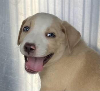 DELTA -  Mixed Breed Dog for Adoption in Dallas, Texas - DELTA | PetCurious