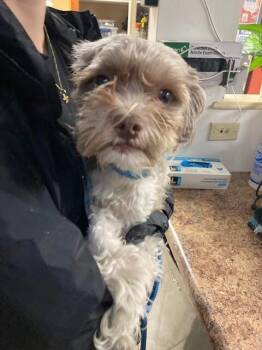 Teddy (actual) -  Mixed Breed Dog for Adoption in Cincinnati, Ohio - Teddy (actual) | PetCurious