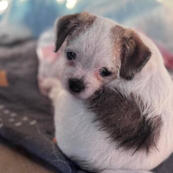 Shih Tzu Dogs Available for Adoption in Warren, Rhode Island - Piccolo | PetCurious