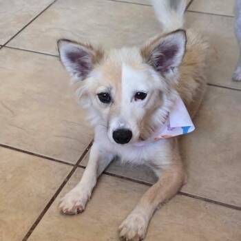 NAYA -  Spitz Dog for Adoption in Marana, Arizona - NAYA | PetCurious