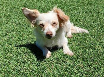 Sugar -  Chihuahua and Papillon Dog for Adoption in San Francisco, California - Sugar | PetCurious