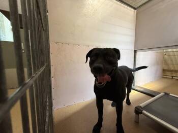 Pit Bull Terrier and Labrador Retriever Dogs Available for Adoption in Martinez, California - CLARK KENT | PetCurious