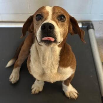 Napoleon -  Beagle Dog for Adoption in Red Bluff, California - Napoleon | PetCurious