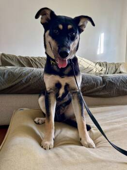Flint -  German Shepherd Dog and Cattle Dog Dog for Adoption - Flint | PetCurious