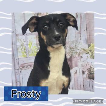 Beagle and Hound Dogs Available for Adoption - Frosty | PetCurious
