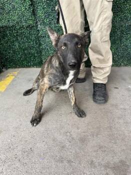 German Shepherd Dog and Mixed Breed Dogs Available for Adoption in El Paso, Texas - 60873265 | PetCurious