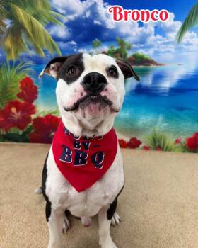 Bronco -  Mixed Breed Dog for Adoption in Flint, Michigan - Bronco | PetCurious
