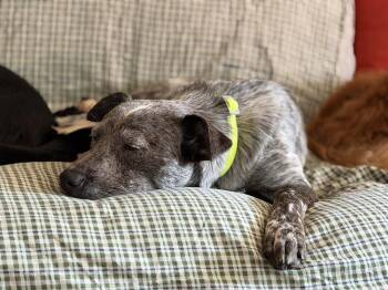 BLUEY -  Australian Cattle Dog Blue Heeler Dog for Adoption in Broomfield, Colorado - BLUEY | PetCurious