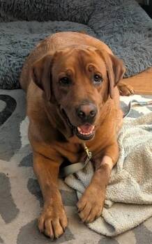 Shiloh -  Labrador Retriever Dog for Adoption in Malvern, Pennsylvania - Shiloh | PetCurious