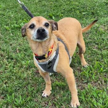 Joey Tribbiani -  Chihuahua and Dachshund Dog for Adoption in Metairie, Louisiana - Joey Tribbiani | PetCurious