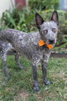 Anakin -  Australian Cattle Dog Blue Heeler Dog for Adoption in Gulfport, Mississippi - Anakin | PetCurious