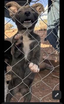 Rose -  Cattle Dog Dog for Adoption in Lafayette, Colorado - Rose | PetCurious